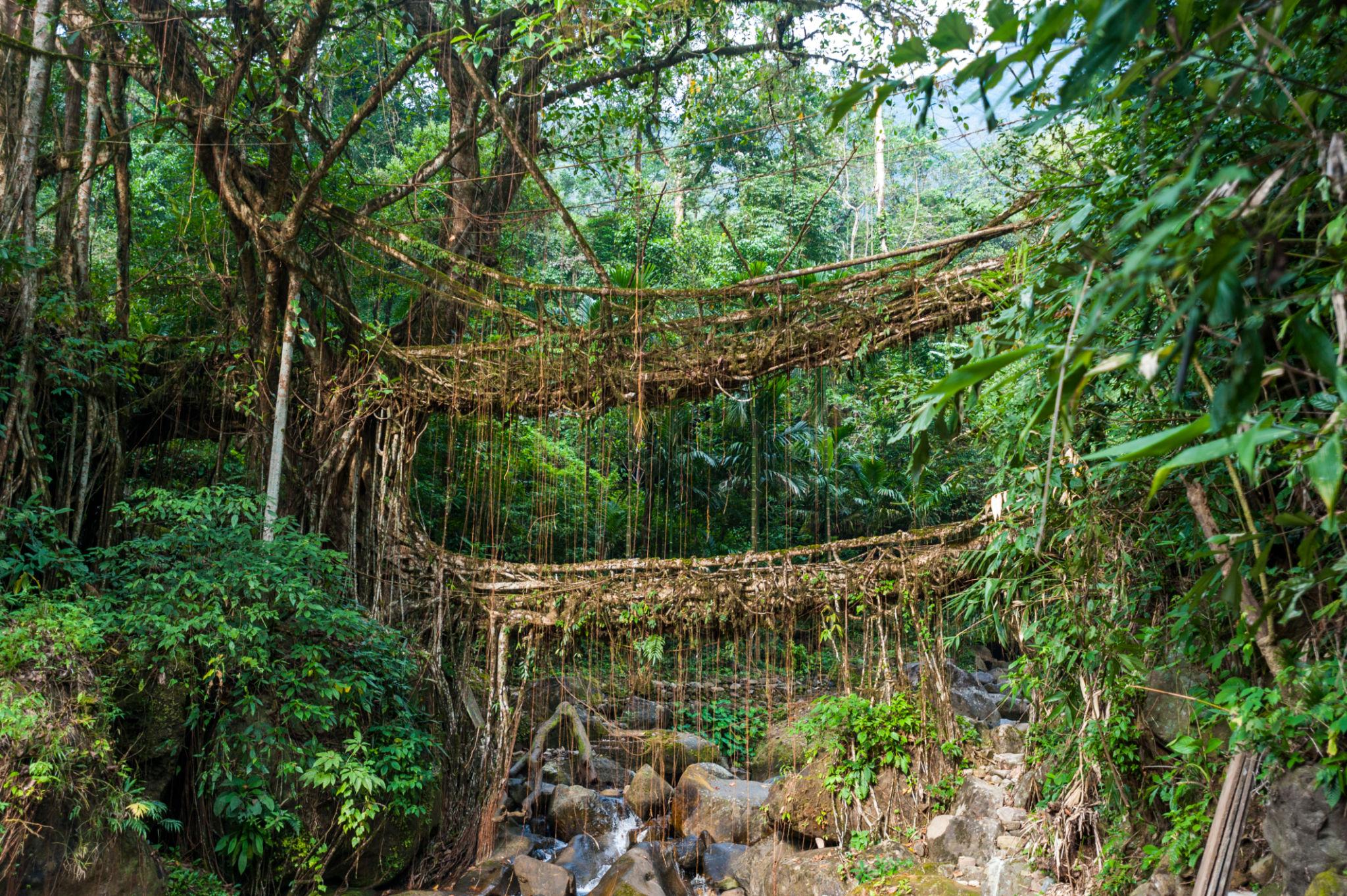 Meghalaya living root bridges waterfalls